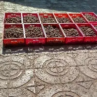 شیر خرما کروت