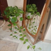 پتوس زیبا