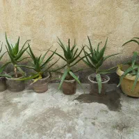 گیاه آلوئه ورا