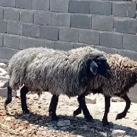 میش شیشک جوان