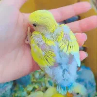 جوجه طوطی بریزیلی سرلاکی