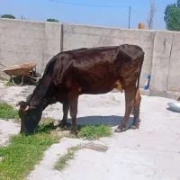 گاو سیمنتال گوساله نر