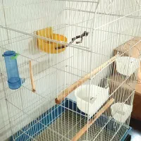 قفس عروس هلندی و پایه