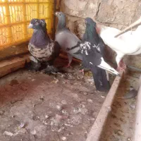 کبوتر پرشی 3تا نر