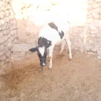 گوساله|حیوانات مزرعه|ایذه, |دیوار