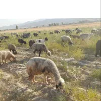 فروش ۸ عدد میش سالم برا داشت عالیه