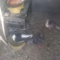 کفتر