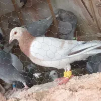 کفتر زربه