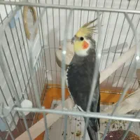 طوطی عروس هلندی