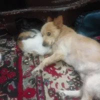 گمشده