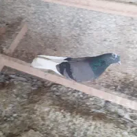 کبوتر|پرنده|کرج, کمالشهر|دیوار
