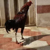 خروس لاری
