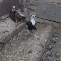 کفتر