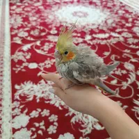 جوجه عروس هلندی
