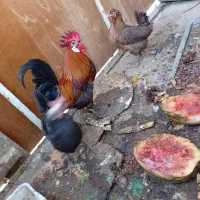 مرغ عربی خون خالص