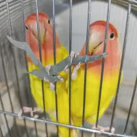 طوطی برزیلی
