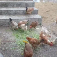 مرغ تخمگذار وخروس ونیمچه