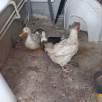 فروش تعدادی قاز و اردک