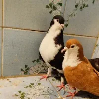 کبوتر|پرنده|زاهدان, |دیوار