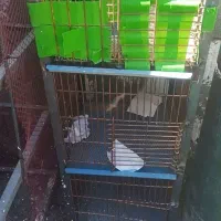 قفس مرغ و کبوتر