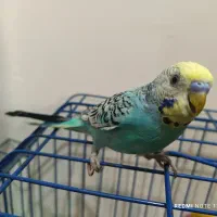 رنگین کمانی و معمولی