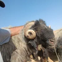 شیشک ی رون فروشی