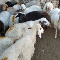 میش