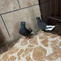 دم سفید