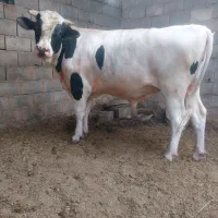 گوساله نرفروشی
