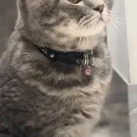 بخونید لطفا اگهی رو