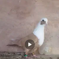 کفتر|پرنده|سبزوار, ایزی شهر|دیوار