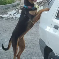 سگ دوبرمن اصیل