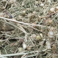 اسپند خشک وخوشبو