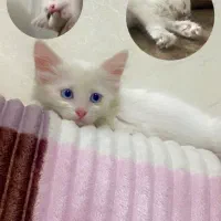 پرشین کلاسیک عروسکی ۳ماهه