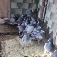 مسافتی درجه یک
