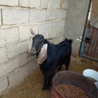 نری پاکستانی