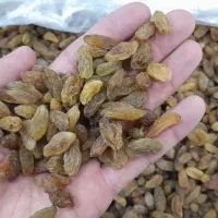 پلویی|خوردنی و آشامیدنی|سبزوار, گلشن|دیوار