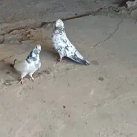 کبوتر تهرانی