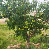 فروش باغ متراژ پایین قیمت مناسب