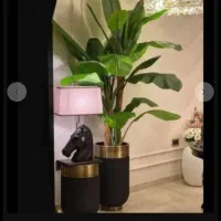 درختچه بانانا