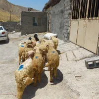 ۱۴ کاور مناسب داشتی و پروار بره بزرگ و هیکلی