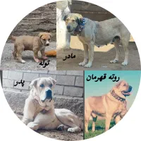 سگ فریمان