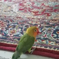 طوطی کوتوله