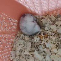 همستر مینیاتوری