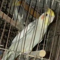 عروس هلندی