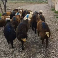 بره نر افشار قرمز دامداری جواد عامری