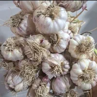 سیر تازه بذر سیر پلو