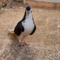 کبوتر