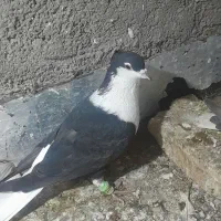 کفتر|پرنده|بجنورد, |دیوار