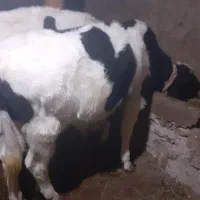 گاو گوساله ۹ماهه